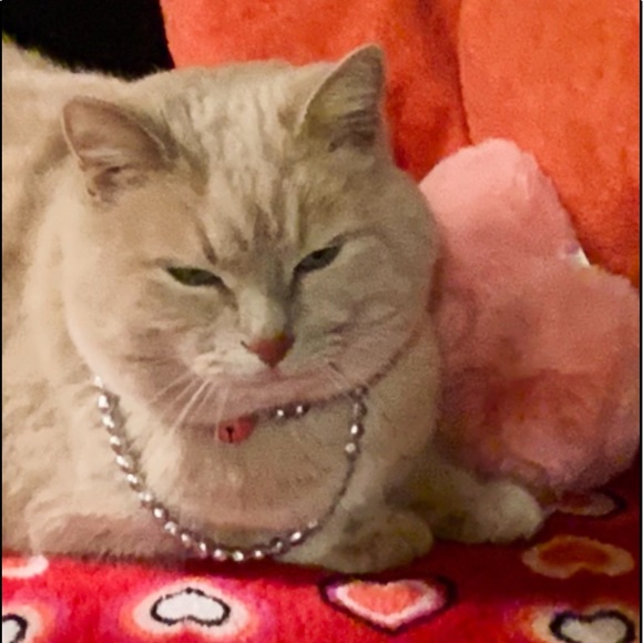 Meet your Posher, Lily - Picture 8 of 12